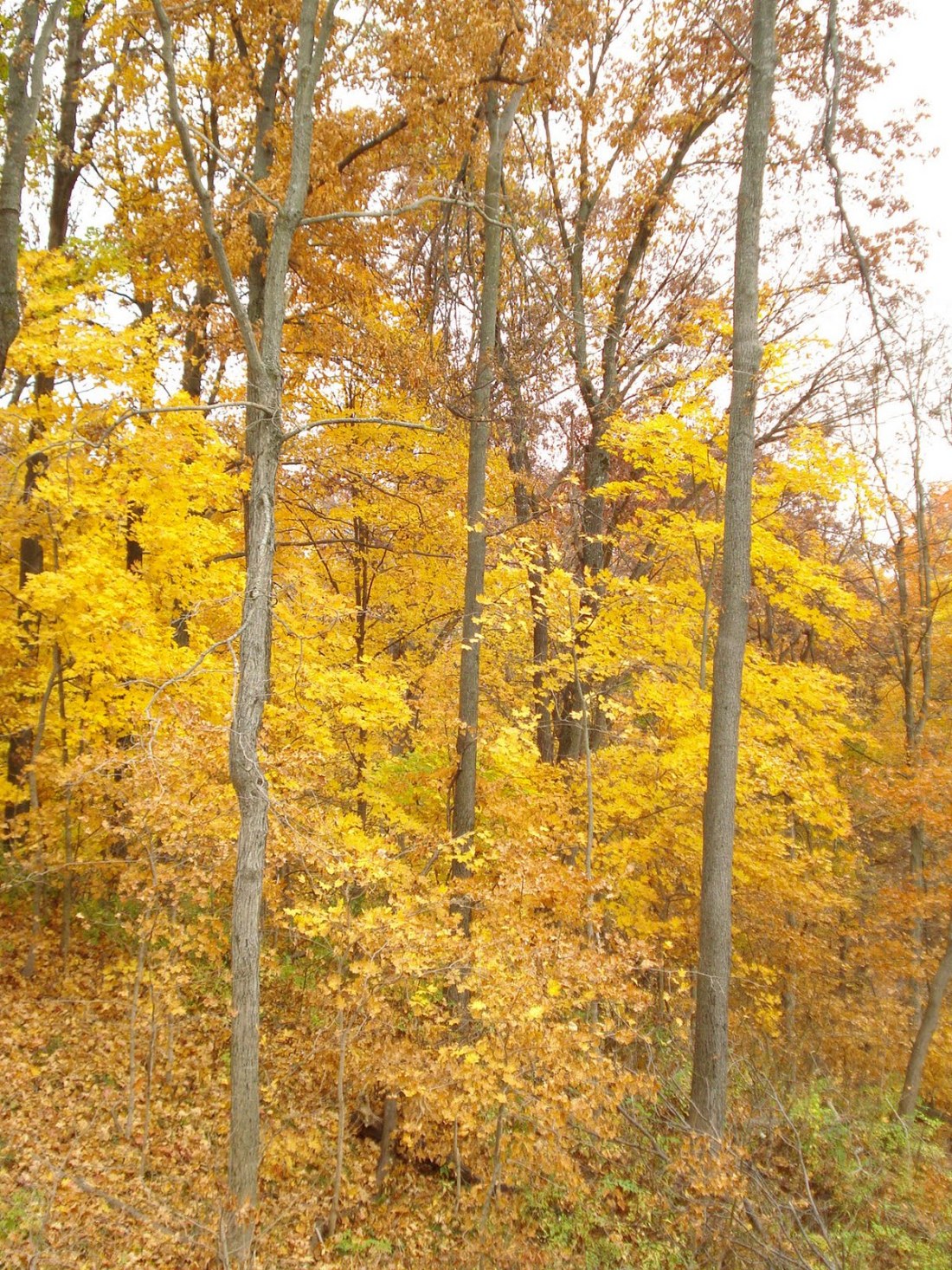 I love the simple majesty of the leaves as they begin to change color and texture.