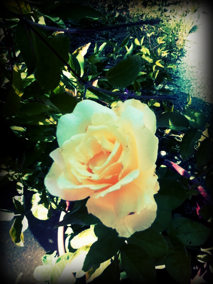 White Rose