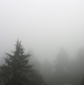 Evergreen trees in the fog