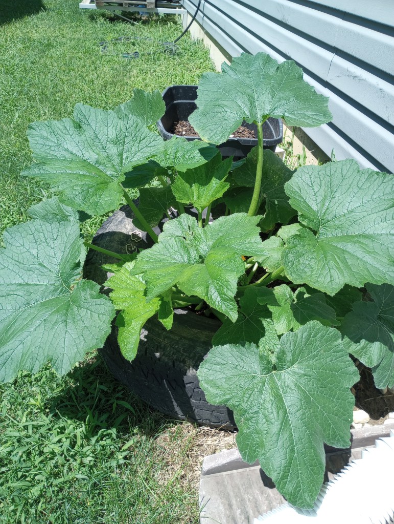 zucchini plant growing in an old tire